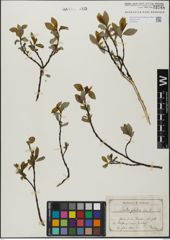 Foto von Salix glabra Scop.